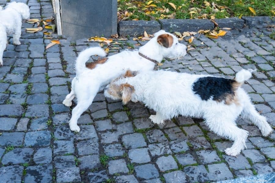 Introducing a New Dog to Your Family: A Step-by-Step Guide