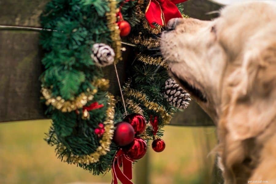 Protect Your Pets: The Most Toxic Holiday Plants to Avoid