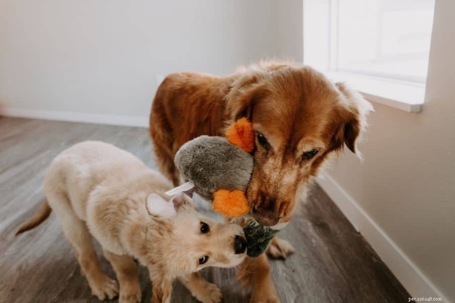 Why Older Dogs Struggle With Puppies – Understanding Their Tolerance