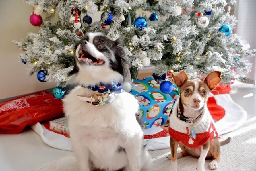 Celebrate the Holidays with Your Pets: Safe, Fun Activities & Traditions