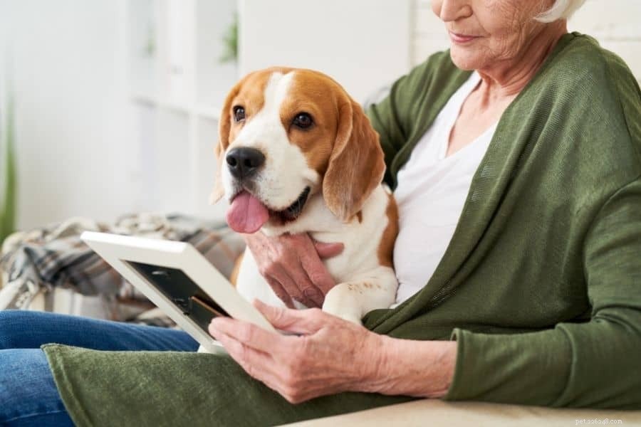 What Science Says About Dog Memory: Accuracy and Limits