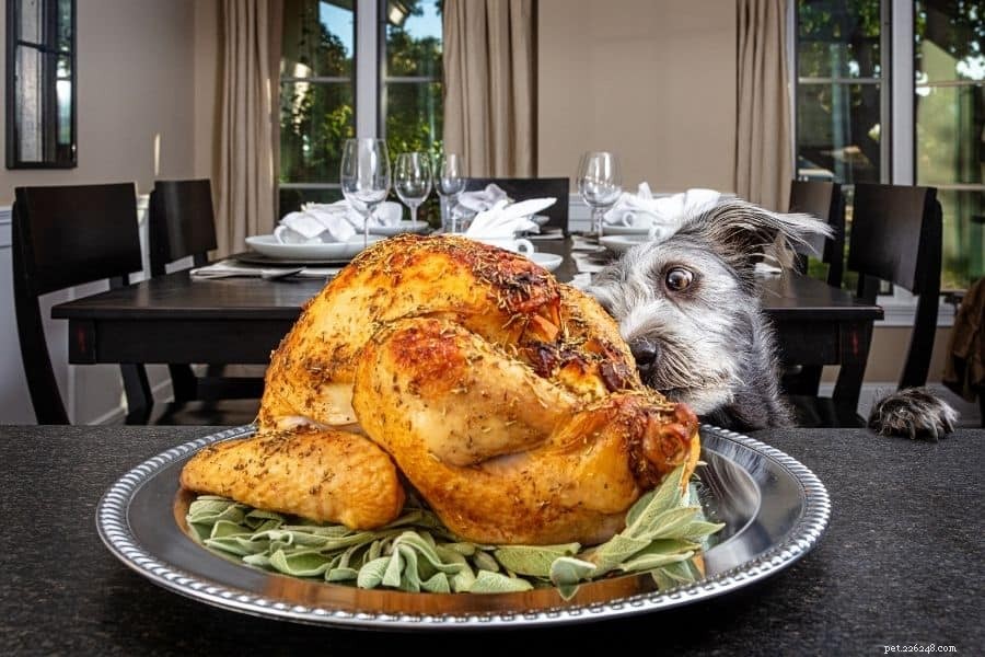 Safe Holiday Treats: How to Share Human Foods with Your Pets