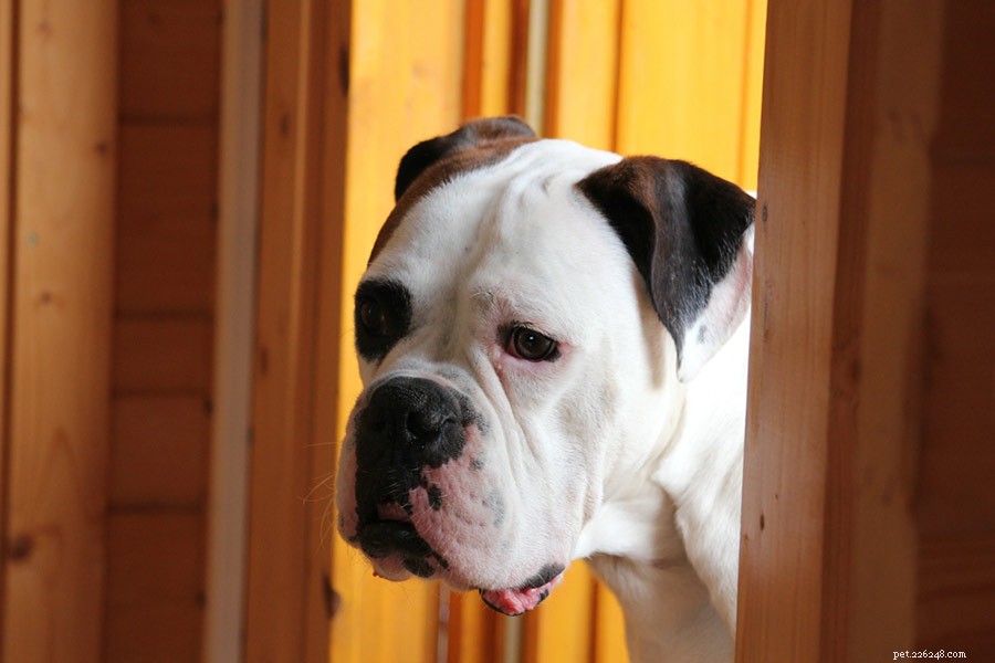 Ensure Your Pet s Safety and Calm During a Move: Expert Tips