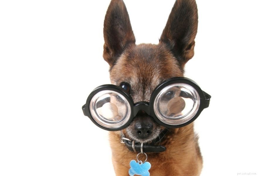 Supporting Blind Pets: Comprehensive Care & Guidance