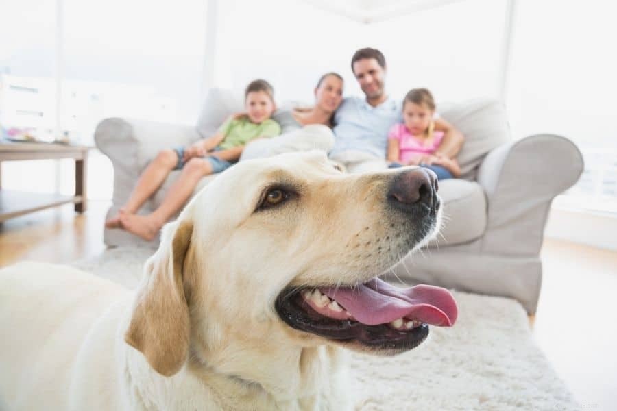 Why Dogs Choose Their Favorite Person: The Science of Attachment