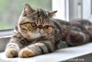 Top 10 Most Popular Cat Breeds for Families: A Guide to Choosing the Perfect Pet