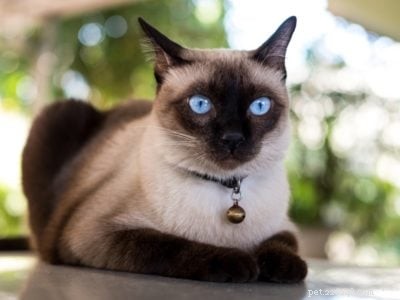 Top 10 Most Popular Cat Breeds for Families: A Guide to Choosing the Perfect Pet