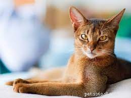 Top 10 Most Popular Cat Breeds for Families: A Guide to Choosing the Perfect Pet