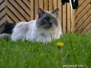 Top 10 Most Popular Cat Breeds for Families: A Guide to Choosing the Perfect Pet
