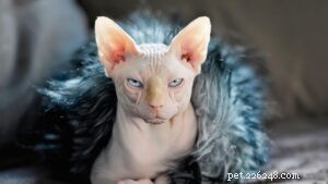 Top 10 Most Popular Cat Breeds for Families: A Guide to Choosing the Perfect Pet