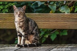 Top 10 Most Popular Cat Breeds for Families: A Guide to Choosing the Perfect Pet