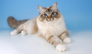 Top 10 Most Popular Cat Breeds for Families: A Guide to Choosing the Perfect Pet