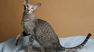 Top 10 Most Popular Cat Breeds for Families: A Guide to Choosing the Perfect Pet