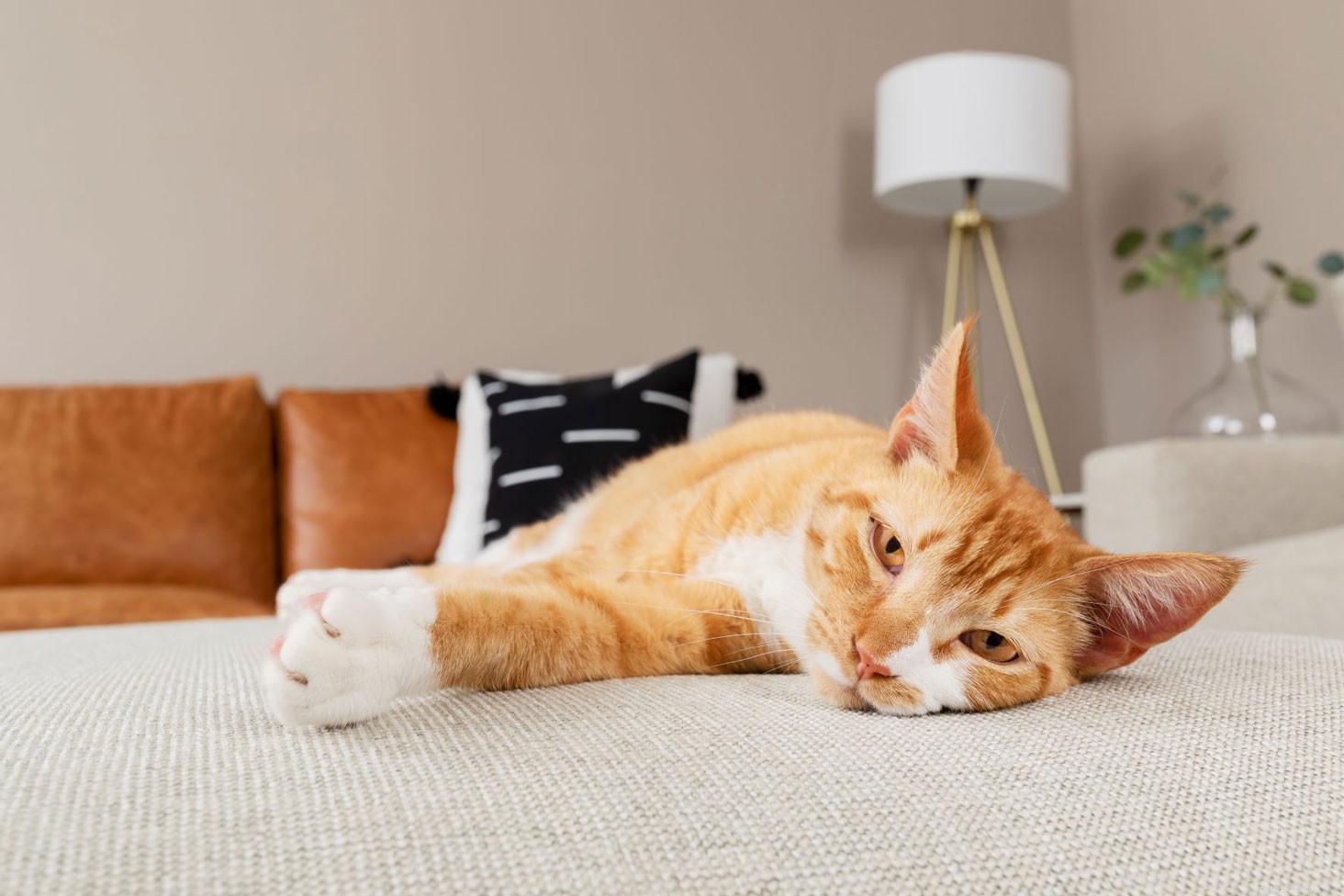 5 Proven Ways to Show Your Cat You Love Them This Valentine’s Day