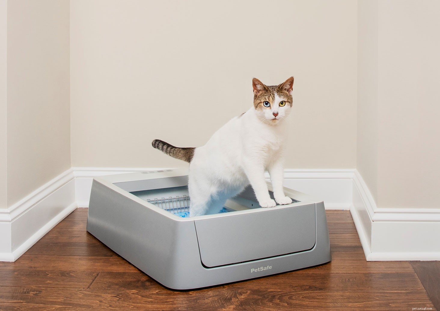 5 Proven Ways to Show Your Cat You Love Them This Valentine’s Day