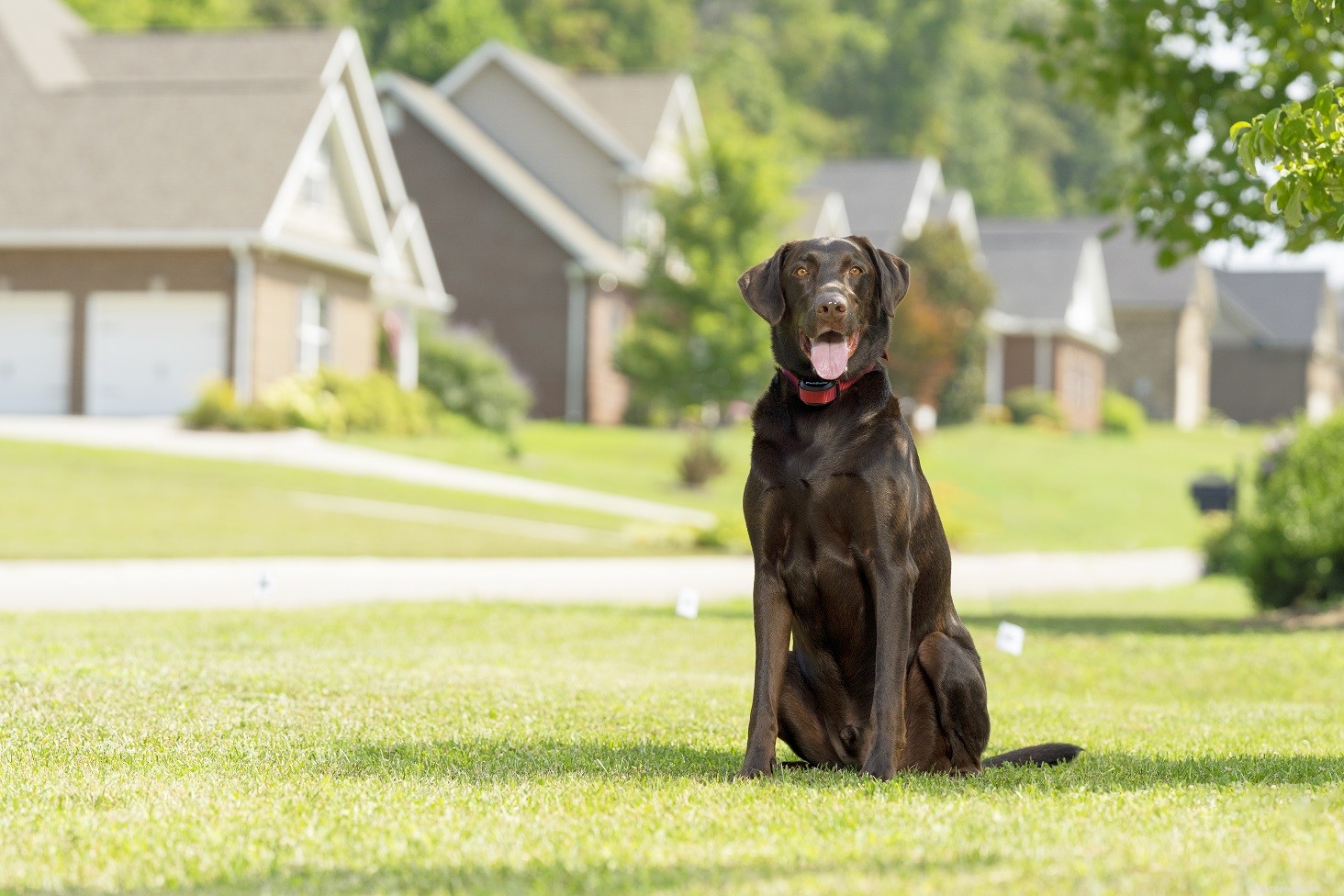 Prevent Your Dog from Escaping: Expert Tips to Secure Your Yard