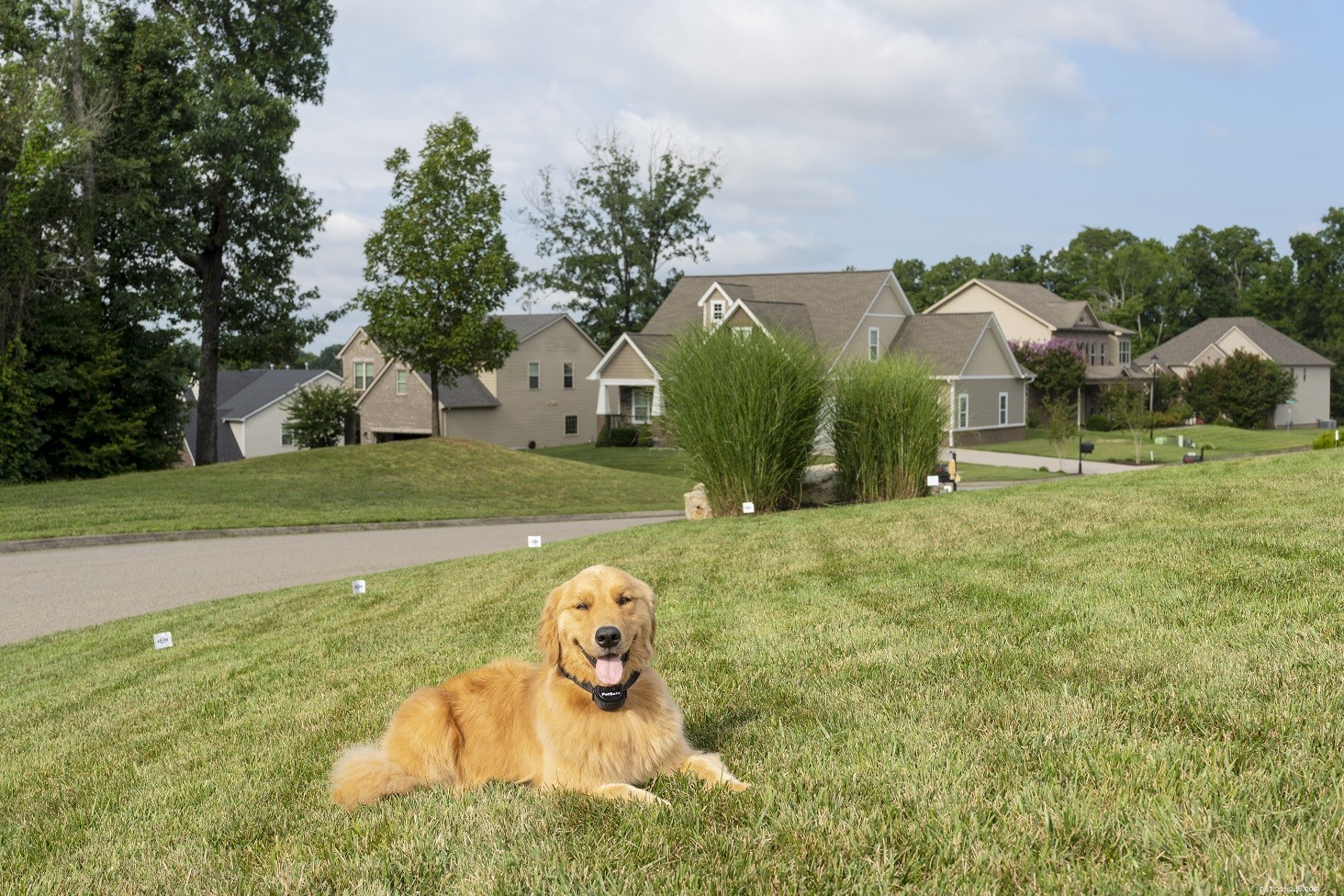 Prevent Your Dog from Escaping: Expert Tips to Secure Your Yard
