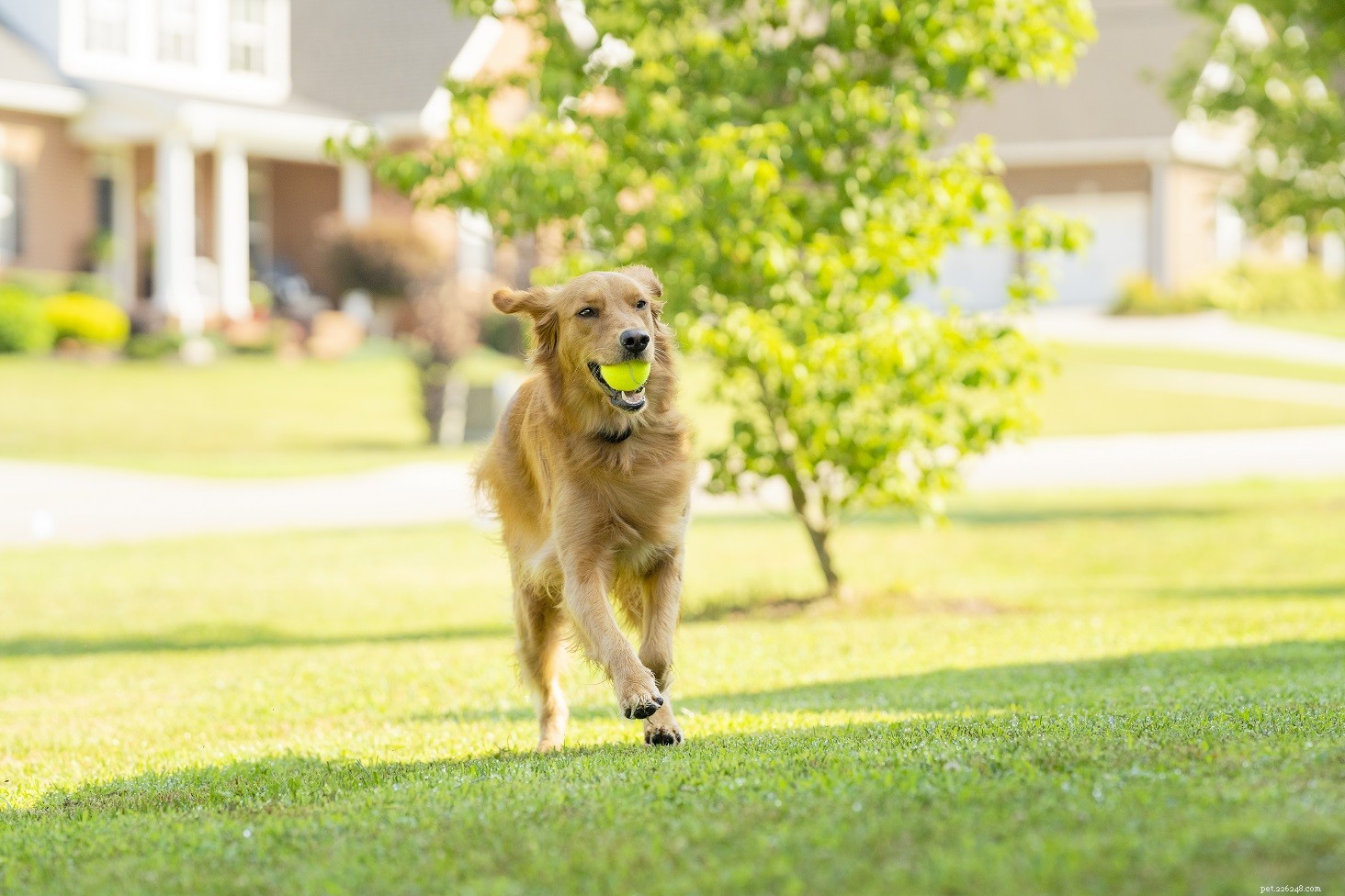 Prevent Your Dog from Escaping: Expert Tips to Secure Your Yard