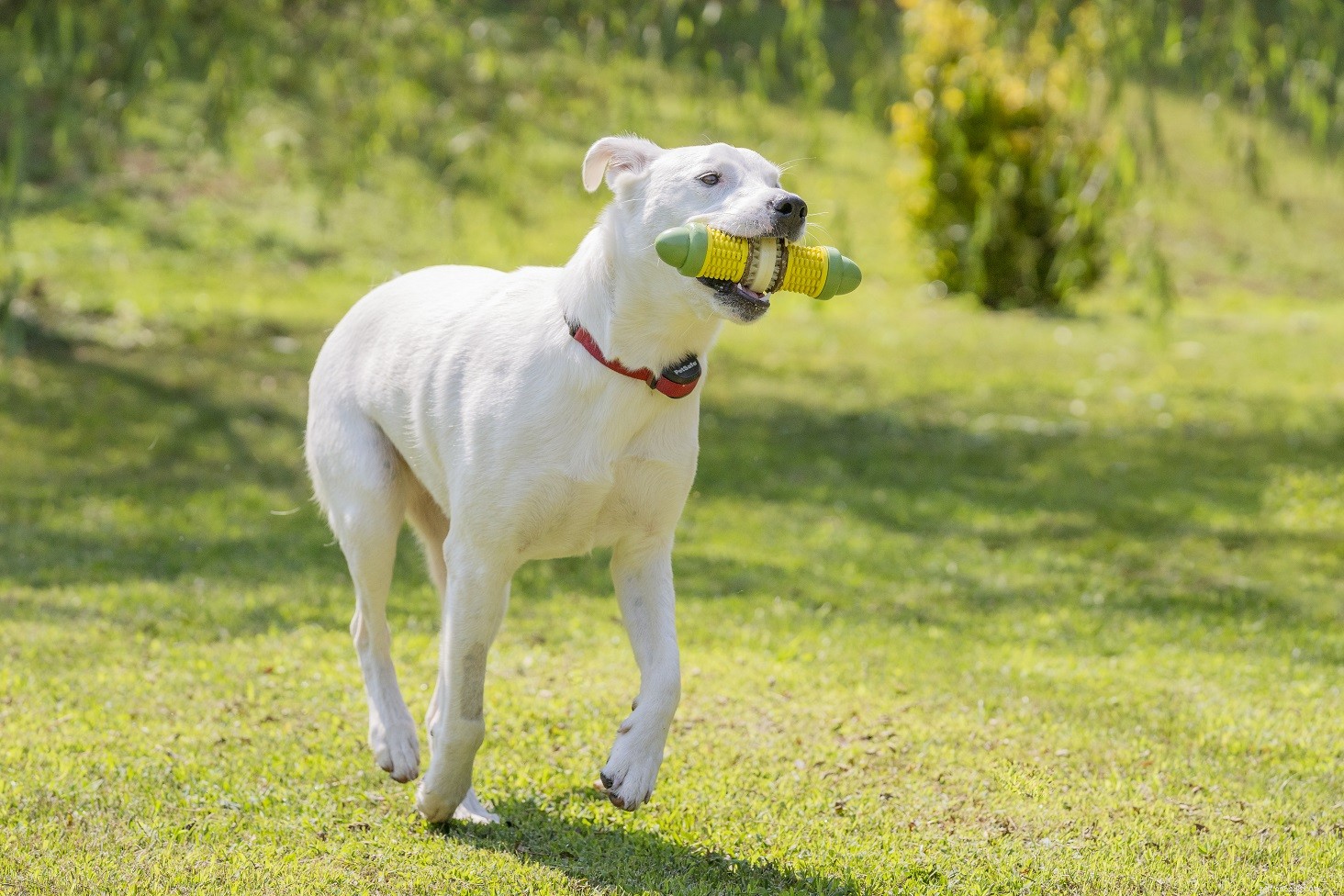 Prevent Your Dog from Escaping: Expert Tips to Secure Your Yard