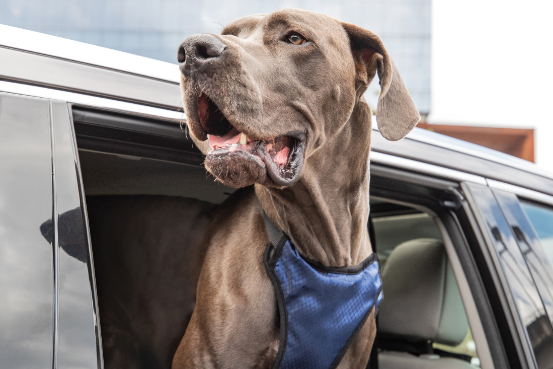 Essential Car Travel Tips for Dogs & Cats: Keep Your Pets Safe and Comfortable