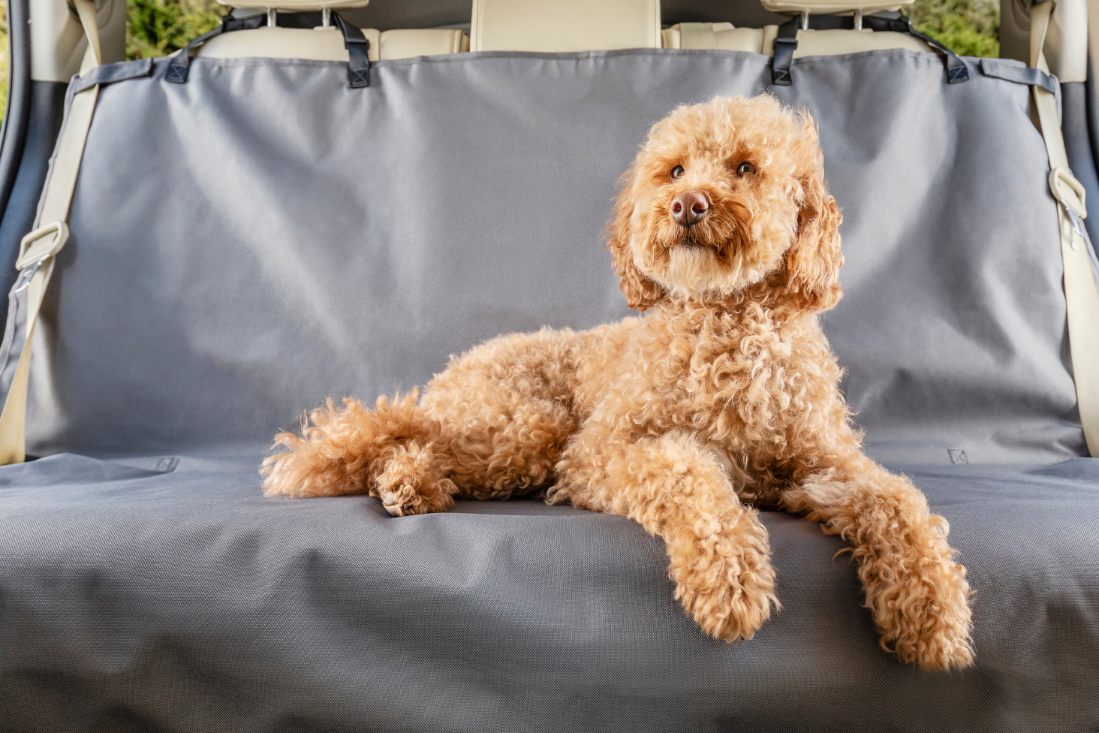 Essential Car Travel Tips for Dogs & Cats: Keep Your Pets Safe and Comfortable