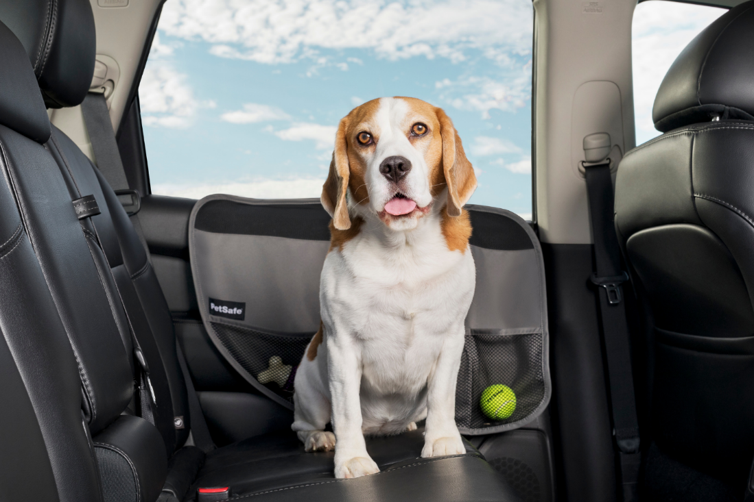 Essential Car Travel Tips for Dogs & Cats: Keep Your Pets Safe and Comfortable