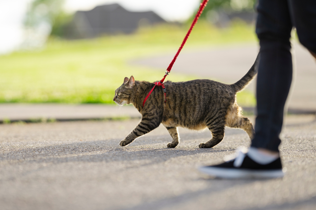 Essential Car Travel Tips for Dogs & Cats: Keep Your Pets Safe and Comfortable