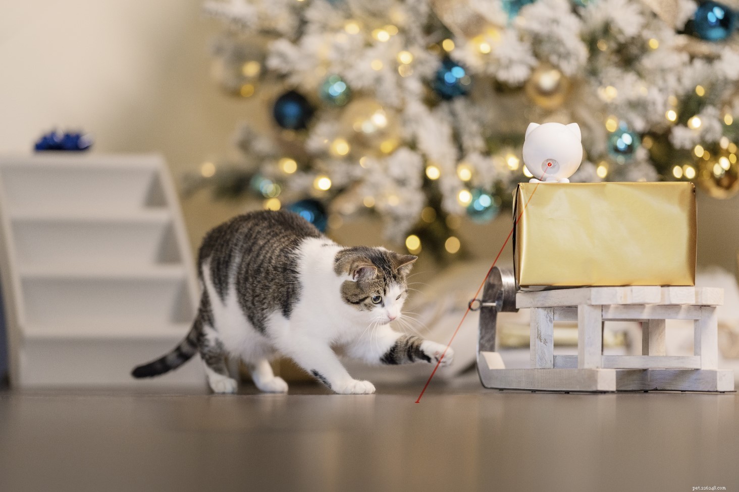 25 Must‑Have Gifts for Cats & Their Lovers