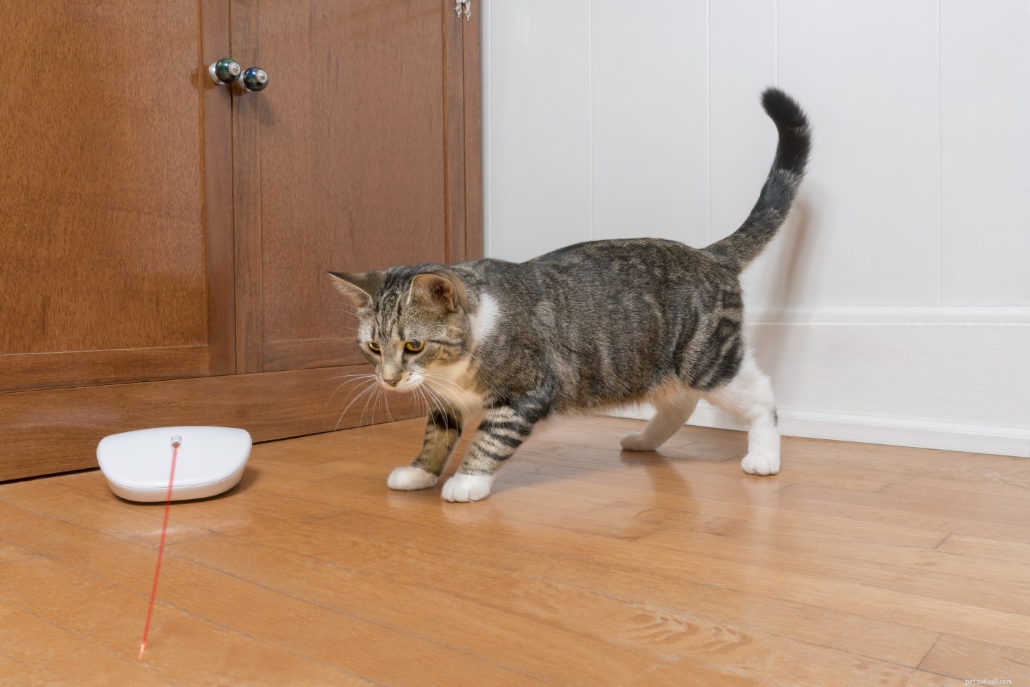 25 Must‑Have Gifts for Cats & Their Lovers