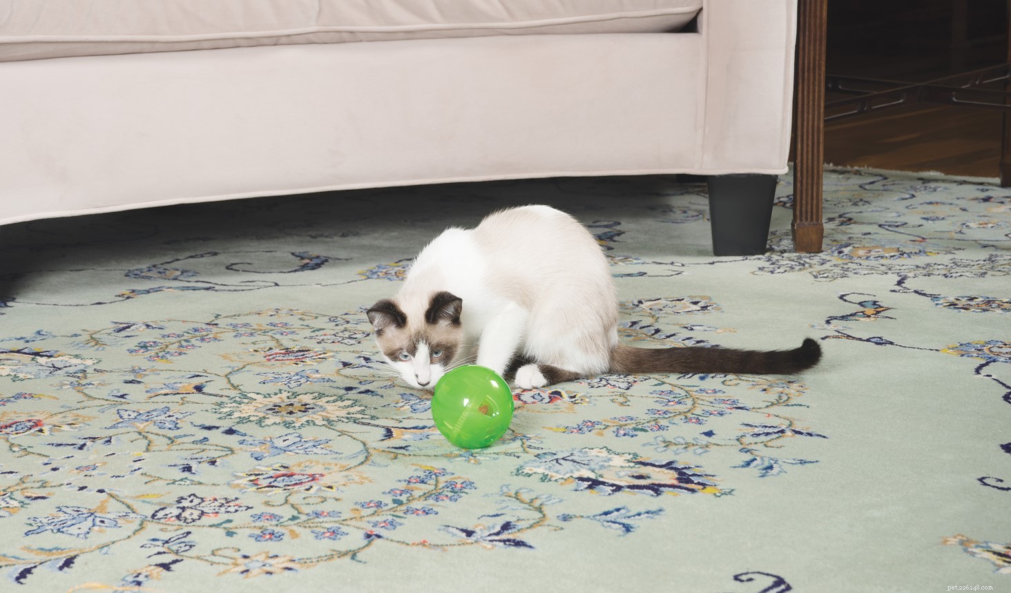 25 Must‑Have Gifts for Cats & Their Lovers