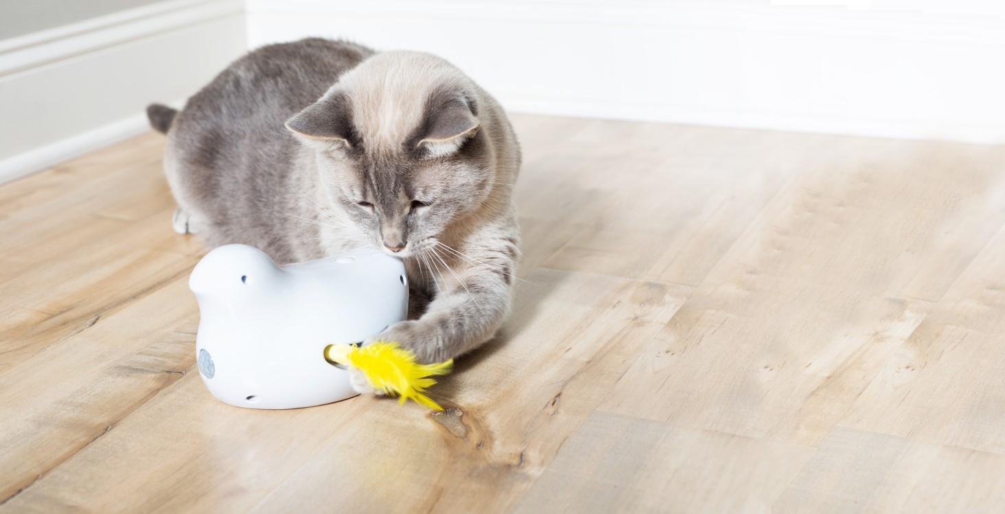 25 Must‑Have Gifts for Cats & Their Lovers