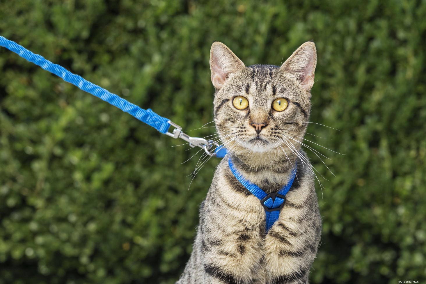 25 Must‑Have Gifts for Cats & Their Lovers