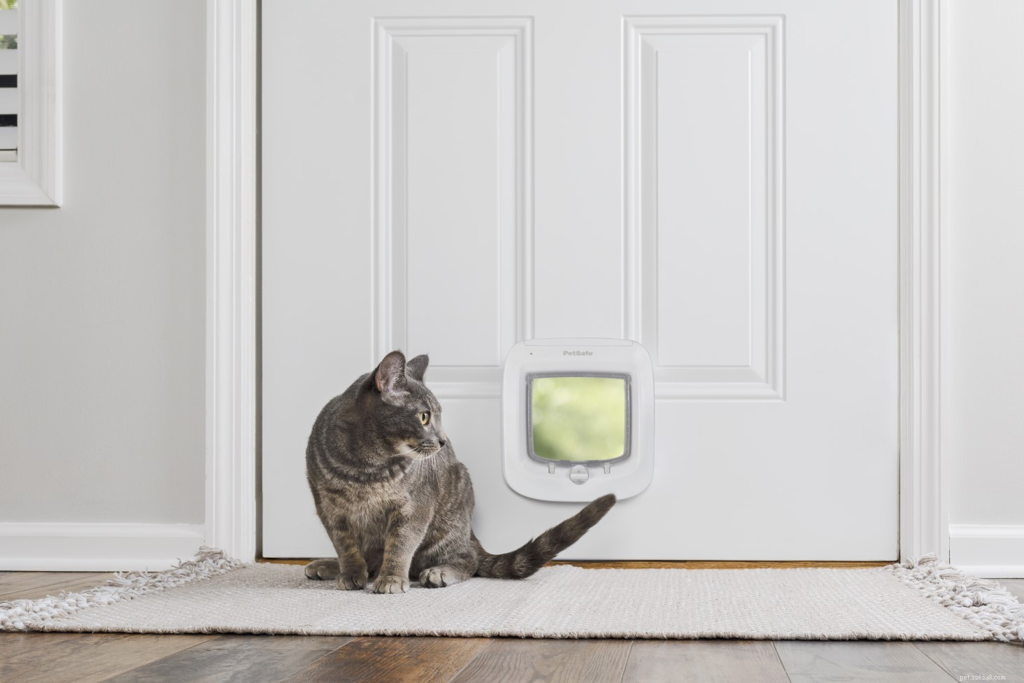 25 Must‑Have Gifts for Cats & Their Lovers