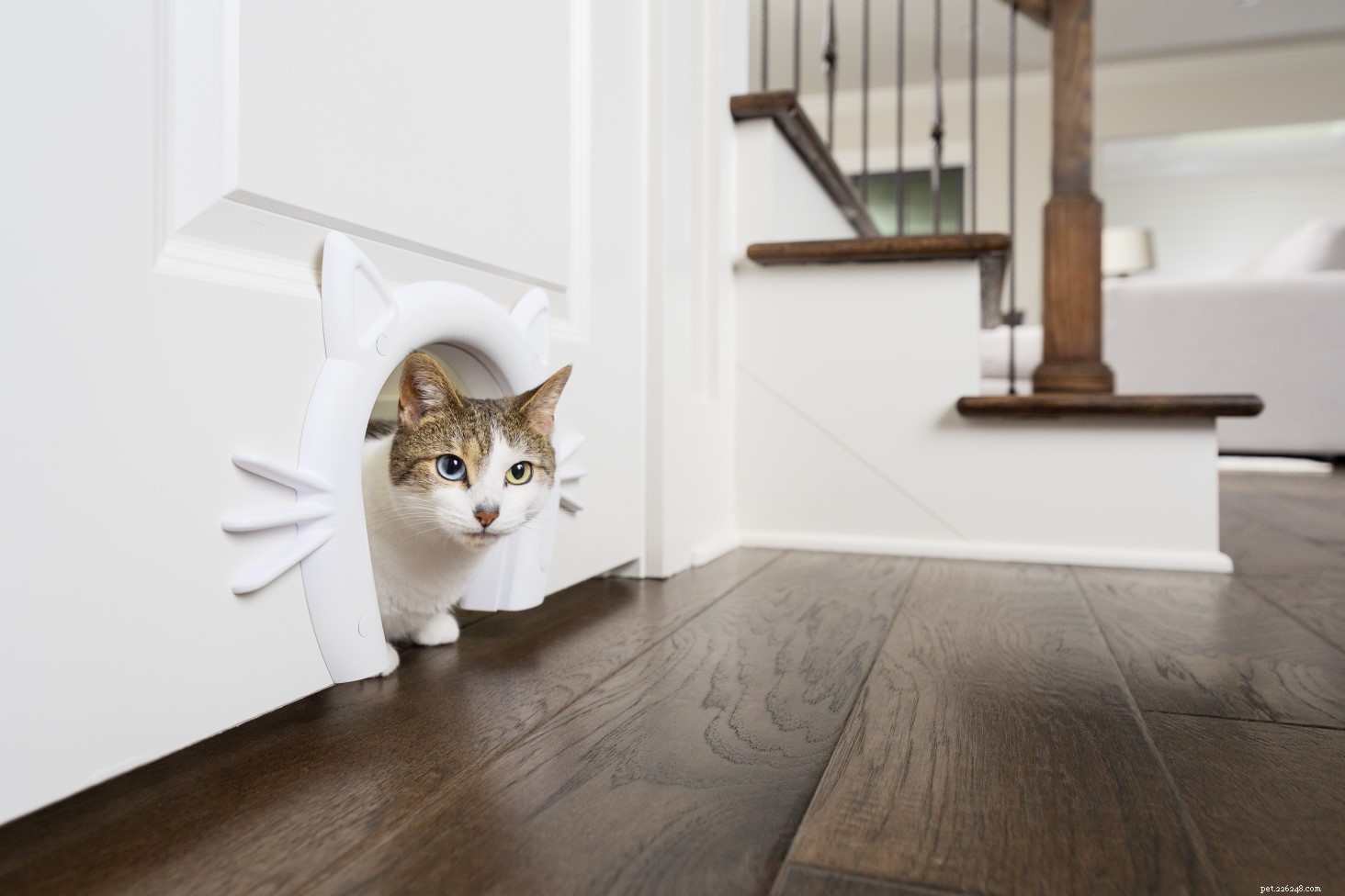25 Must‑Have Gifts for Cats & Their Lovers
