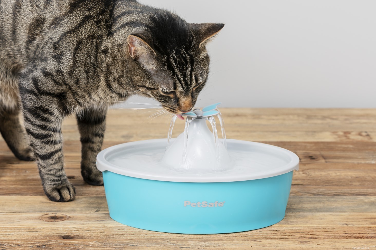 25 Must‑Have Gifts for Cats & Their Lovers