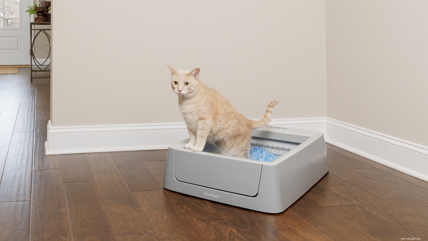 25 Must‑Have Gifts for Cats & Their Lovers