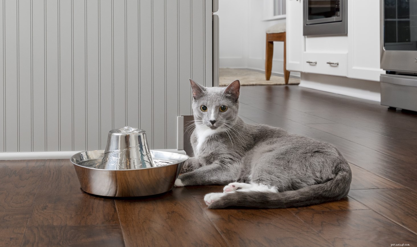 25 Must‑Have Gifts for Cats & Their Lovers