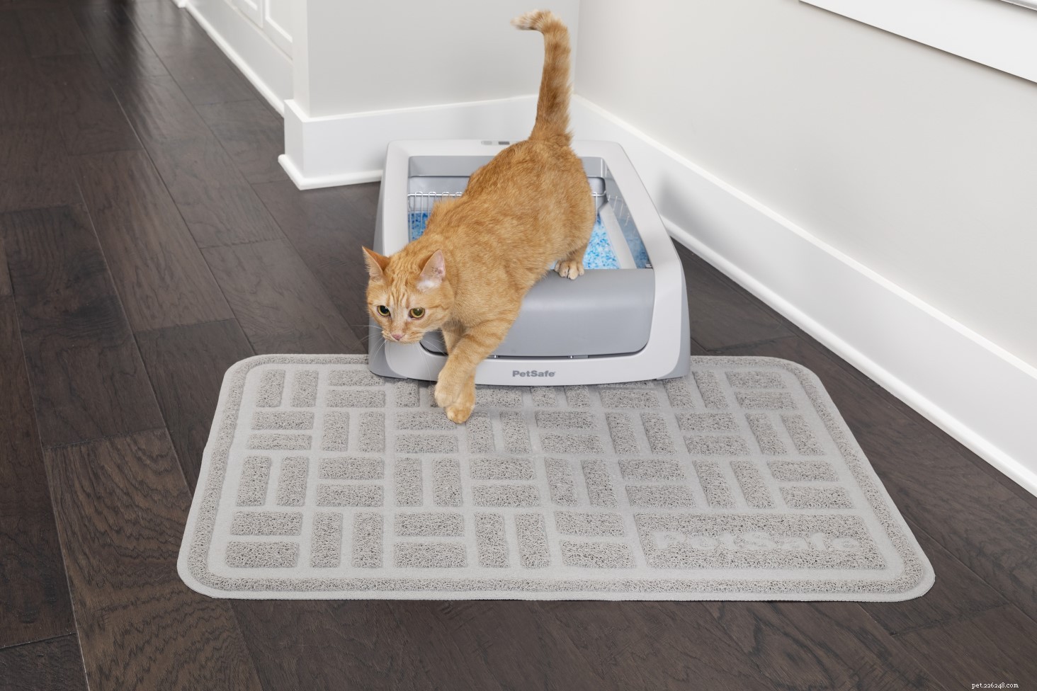 25 Must‑Have Gifts for Cats & Their Lovers