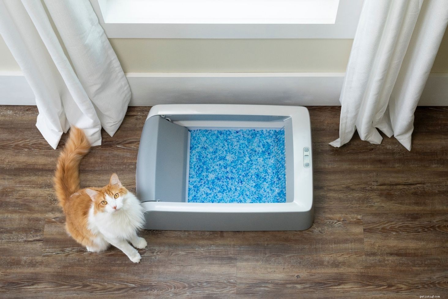 Choosing the Perfect Spot for Your Cat’s Litter Box: Expert Tips for a Clean, Happy Home