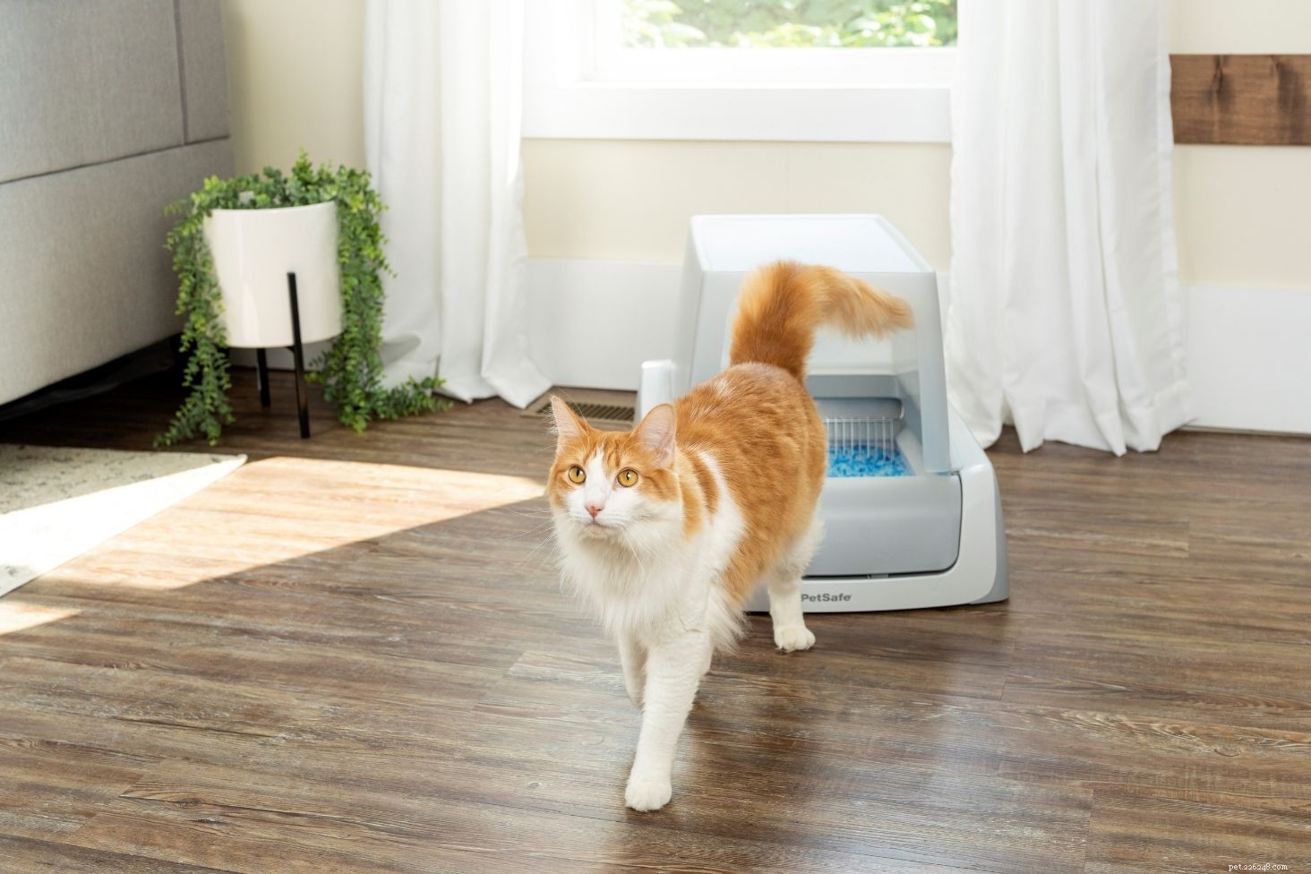 7 Proven Ways to Eliminate Litter Box Odors & Keep Your Home Fresh