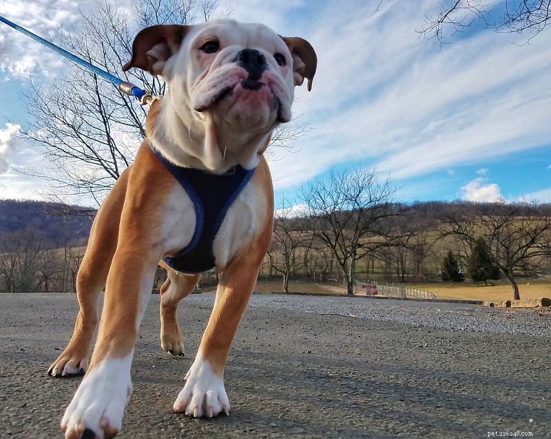 Understanding Dog Aggression: Why All Breeds Can Show Aggressive Tendencies