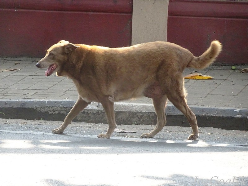Is Your Dog Overweight? A Complete, Proven Guide to Safe Weight Loss