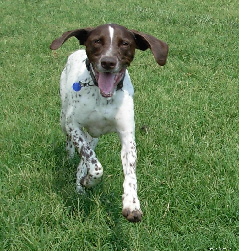 Is Your Dog Overweight? A Complete, Proven Guide to Safe Weight Loss