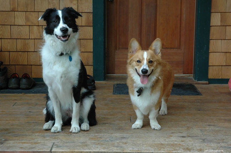 Why Does My Dog Smell Bad? 5 Proven Solutions to Eliminate the Odor