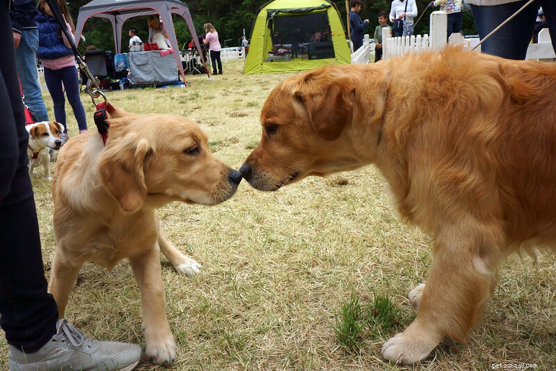 Essential Care Guide for 1-3 Month Old Golden Retriever Puppies