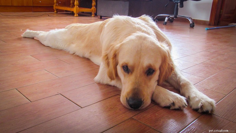 Essential Care Guide for 1-3 Month Old Golden Retriever Puppies