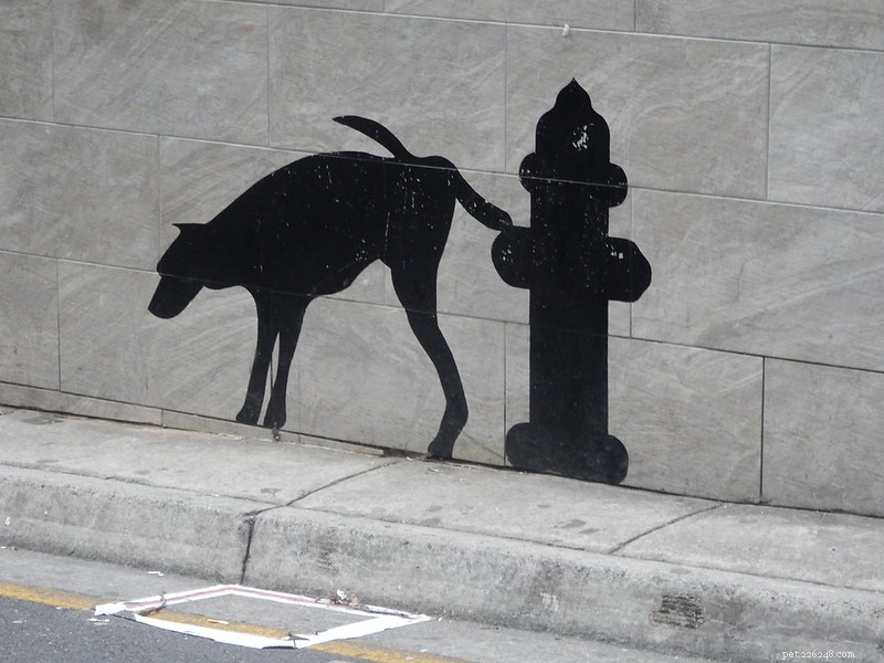 How to Correct Your Dog’s Unwanted Random Peeing: A Step‑by‑Step Guide