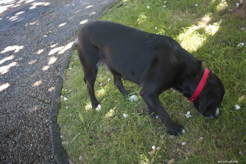 How to Correct Your Dog’s Unwanted Random Peeing: A Step‑by‑Step Guide