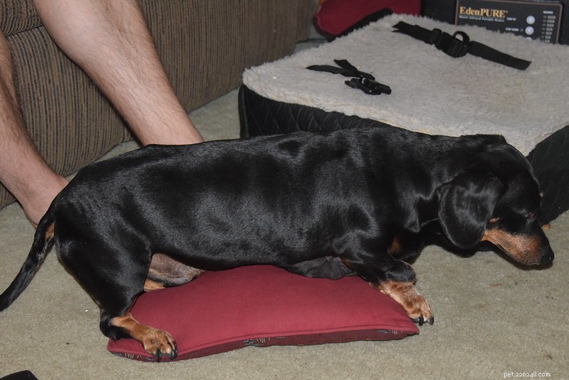 Why Dogs Love to Lick Their Owners  Feet: The Science Behind the Habit