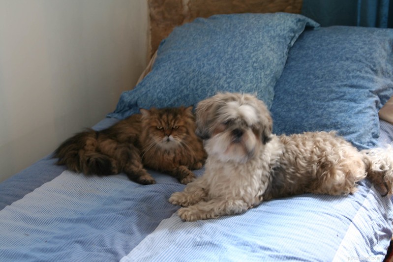 6 Dog Behaviors That Signal They Need Your Attention